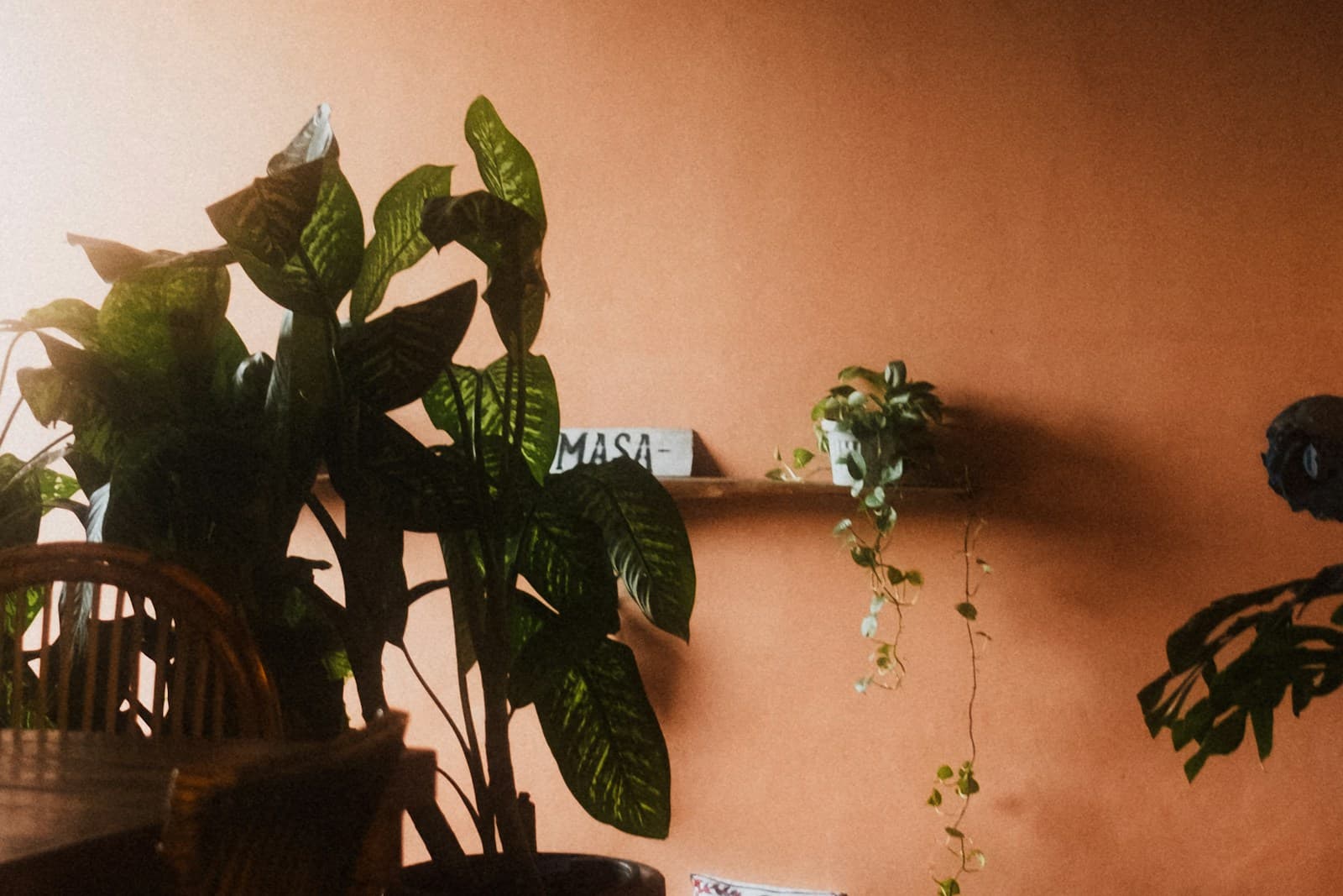 Warm terracotta wall with lush houseplants and trailing vines